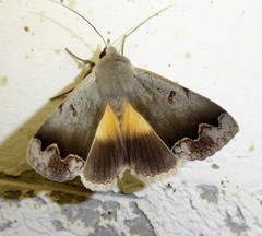 Ophiusa dianaris