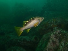 Sebastes serranoides