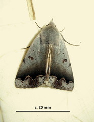 Ophiusa dianaris