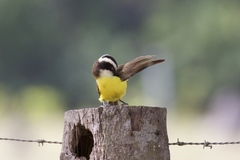 Phelpsia inornata
