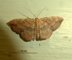 Scopula pulchellata