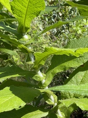 Calomeria amaranthoides