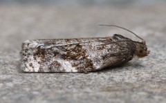 Archips mortuana