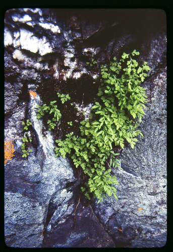 Cryptogramma stelleri iNat (2)