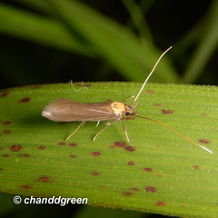 Tegenocharis tenebrans