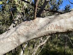 Eucalyptus racemosa