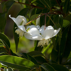 Campomanesia lineatifolia, photograph author not stated, no rights reserved