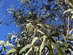 Eucalyptus racemosa