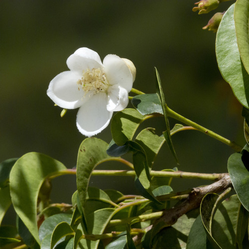 Perfume guava (Campomanesia lineatifolia)