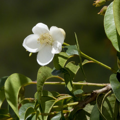 Campomanesia lineatifolia