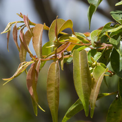 Campomanesia lineatifolia, photograph author not stated, no rights reserved