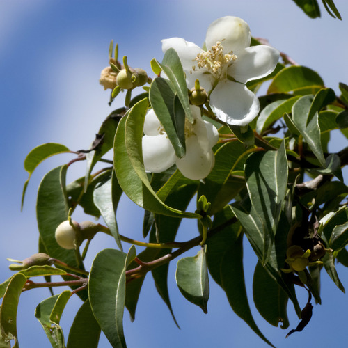 Campomanesia lineatifolia, photograph 2