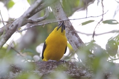 Gymnomystax mexicanus