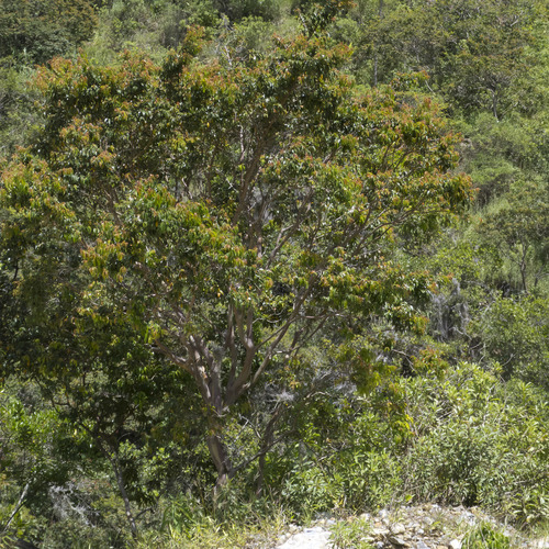 Campomanesia lineatifolia, photograph 4