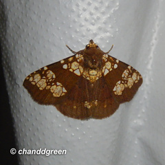 Saroba pustulifera
