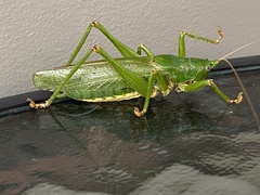 Austrosalomona destructor