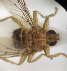 Ornithomya avicularia