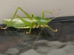 Austrosalomona destructor