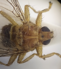 Ornithomya avicularia