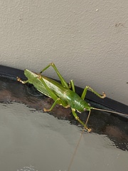 Austrosalomona destructor