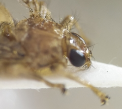 Ornithomya avicularia