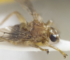 Ornithomya avicularia