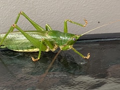 Austrosalomona destructor