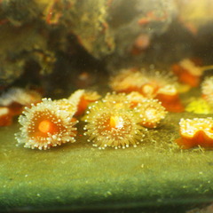 Corynactis californica