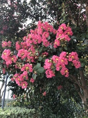 Lagerstroemia indica