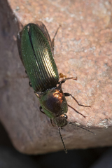 Nitidolimonius resplendens