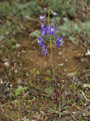 Delphinium decorum tracyi