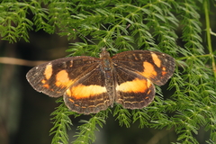 Telenassa teletusa
