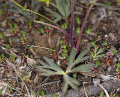 Delphinium decorum tracyi
