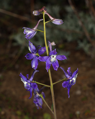 Delphinium decorum tracyi