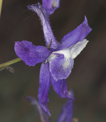 Delphinium decorum tracyi