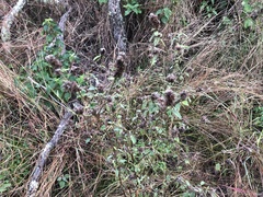 Malvastrum americanum