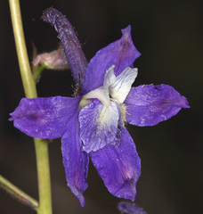 Delphinium decorum tracyi
