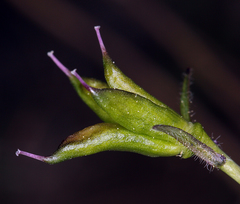 Delphinium decorum tracyi