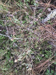 Malvastrum americanum