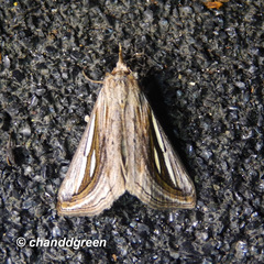 Schistorhynx argentistriga