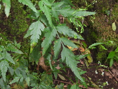 Daucus elegans image