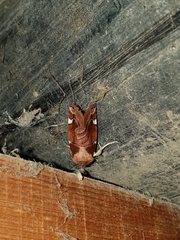 Cosmia diffinis