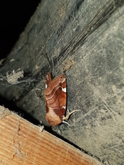 Cosmia diffinis
