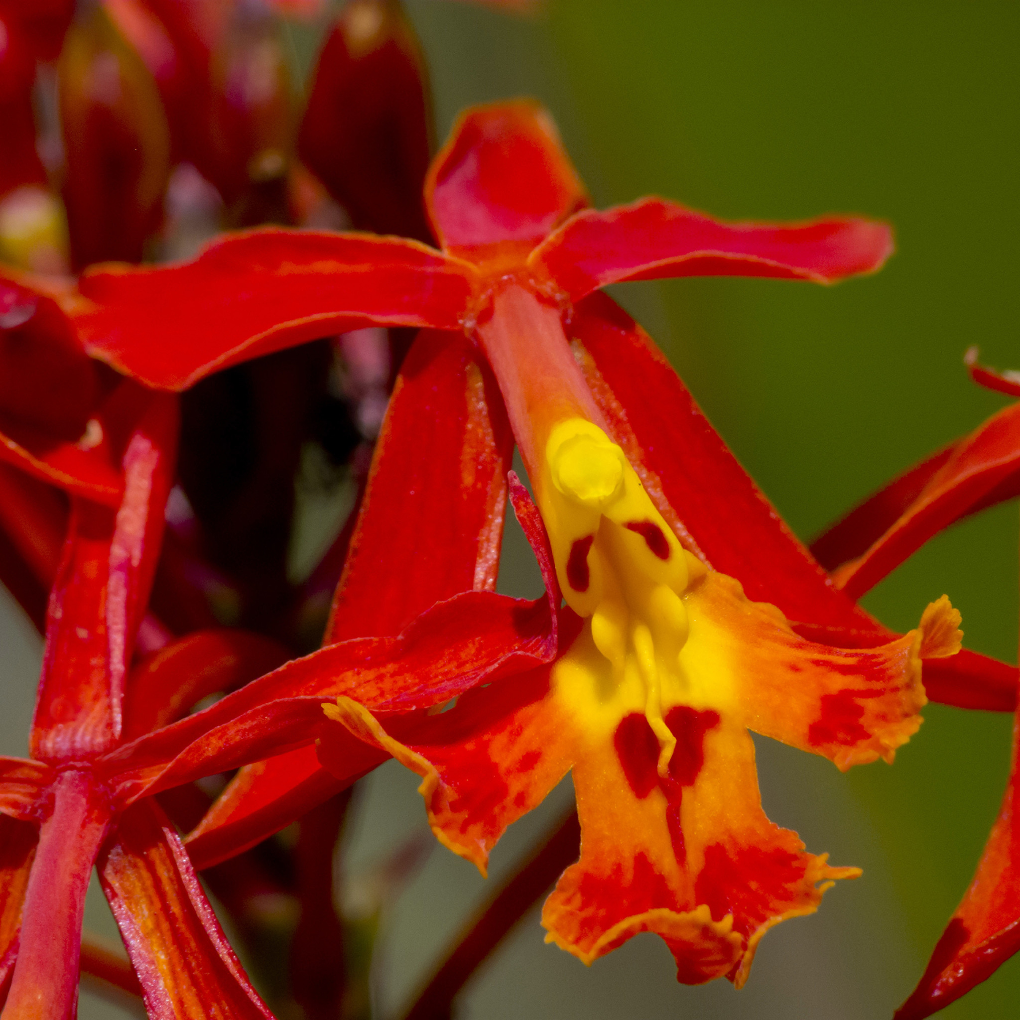 Epidendrum ibaguense Kunth