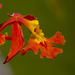 Epidendrum ibaguense - Photo no hay derechos reservados, subido por Manuel Ortiz
