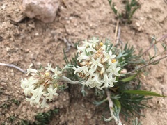 Ipomopsis spicata tridactyla