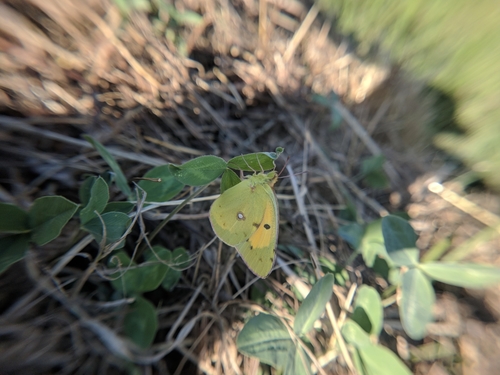 Obični poštar (Colias croceus)