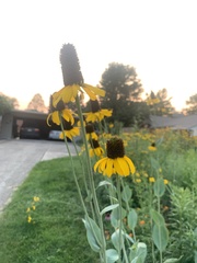Rudbeckia maxima