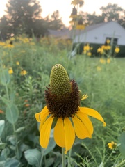 Rudbeckia maxima
