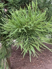 Cryptomeria